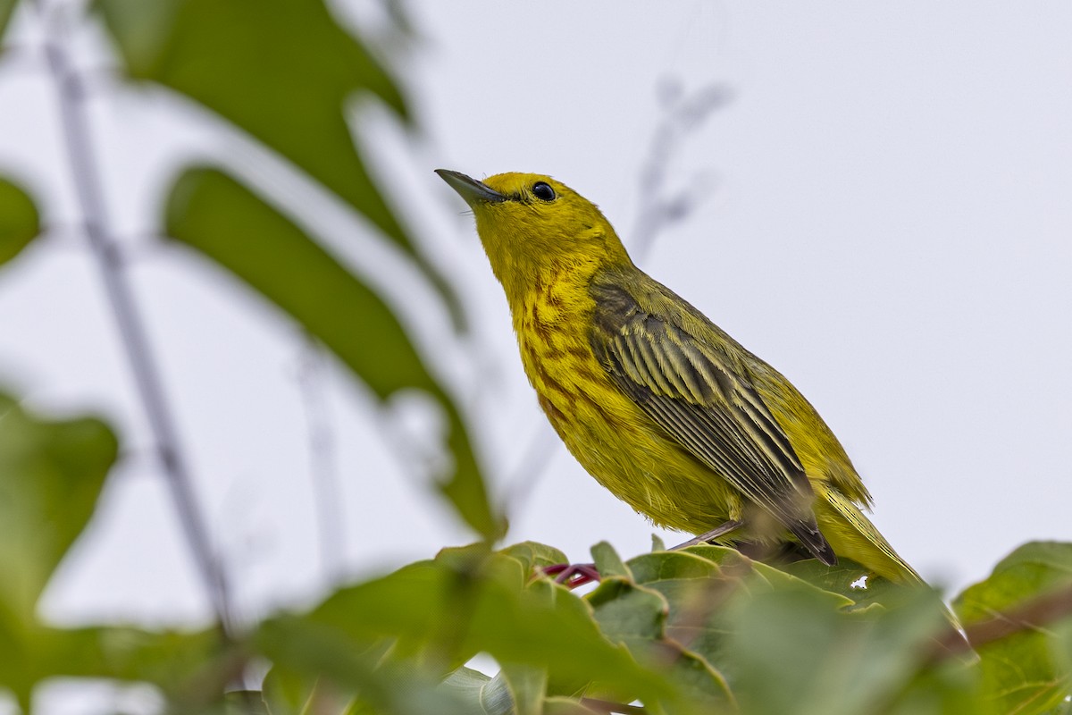 Yellow Warbler - ML638122985