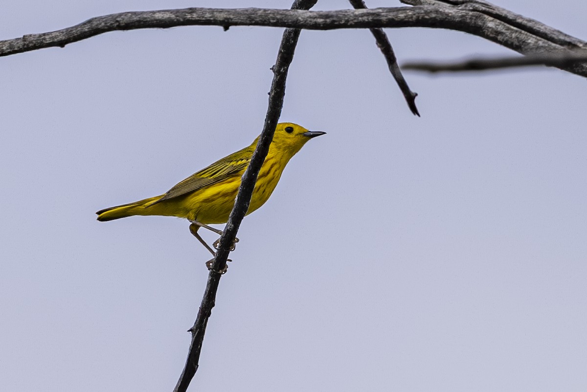 Yellow Warbler - ML638122986
