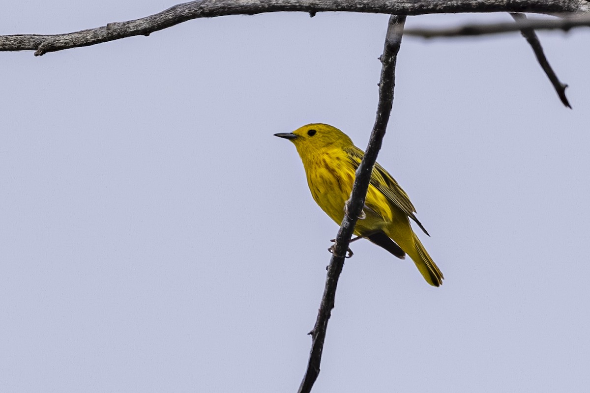 Yellow Warbler - ML638122987