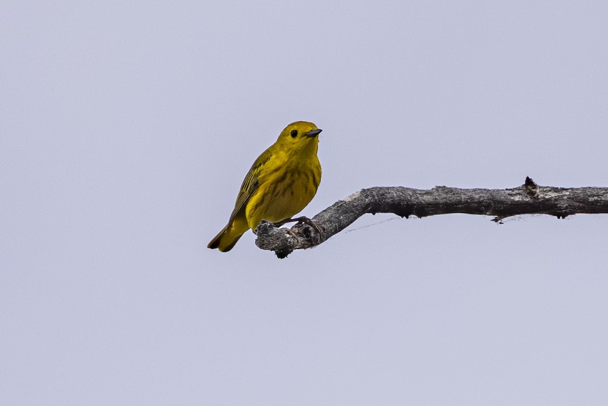 Yellow Warbler - ML638122988