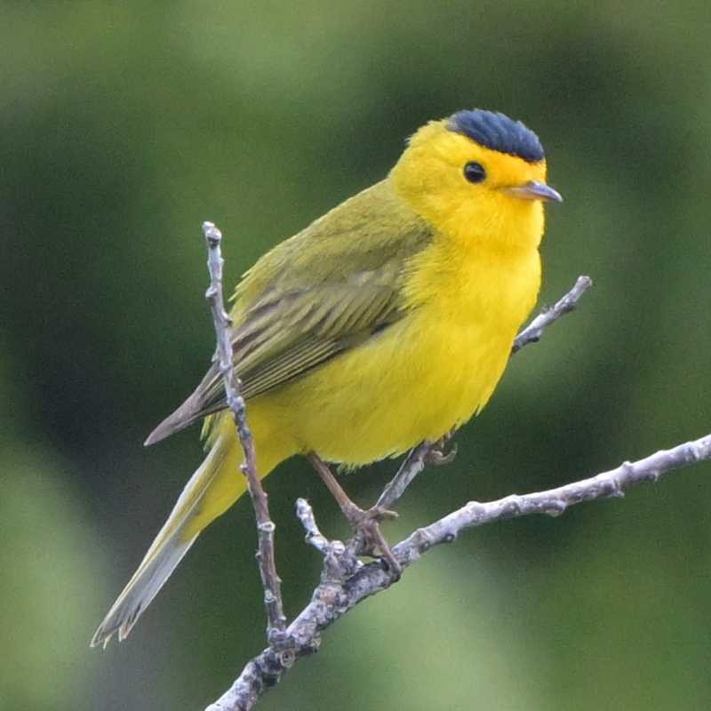 Wilson's Warbler - ML638123039