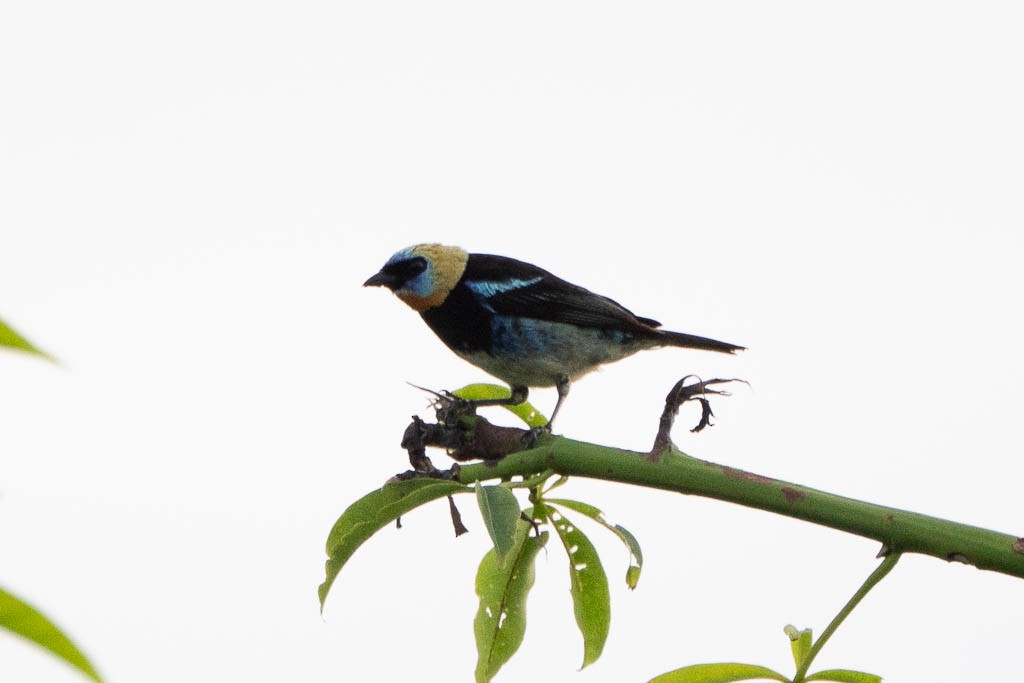 Golden-hooded Tanager - ML638123053
