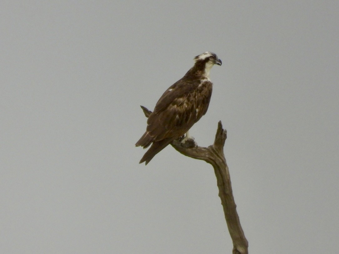 Osprey - ML638123057