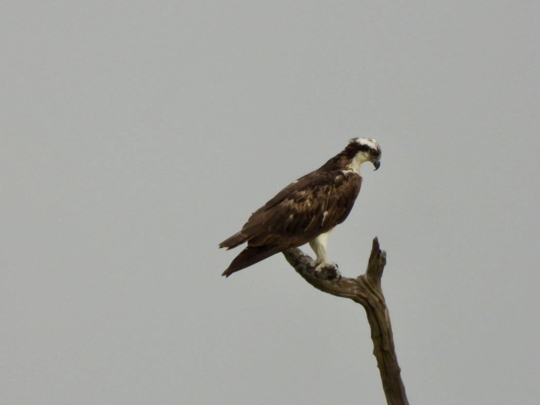 Osprey - ML638123058
