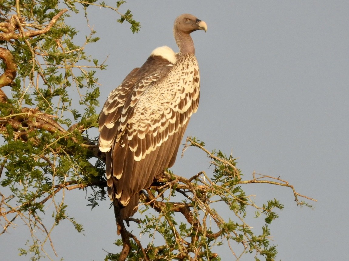 Rüppell's Griffon - ML638123068