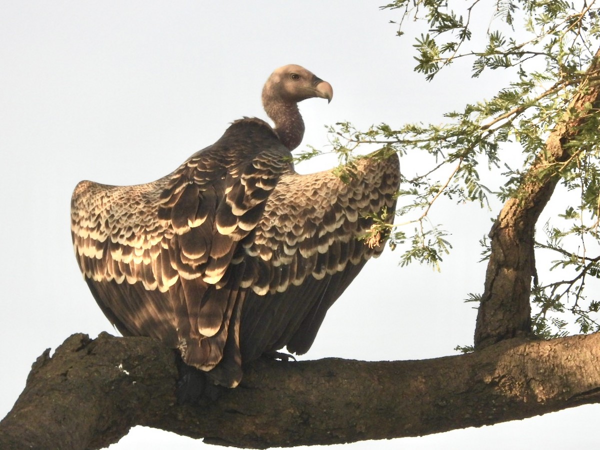 Rüppell's Griffon - ML638123070