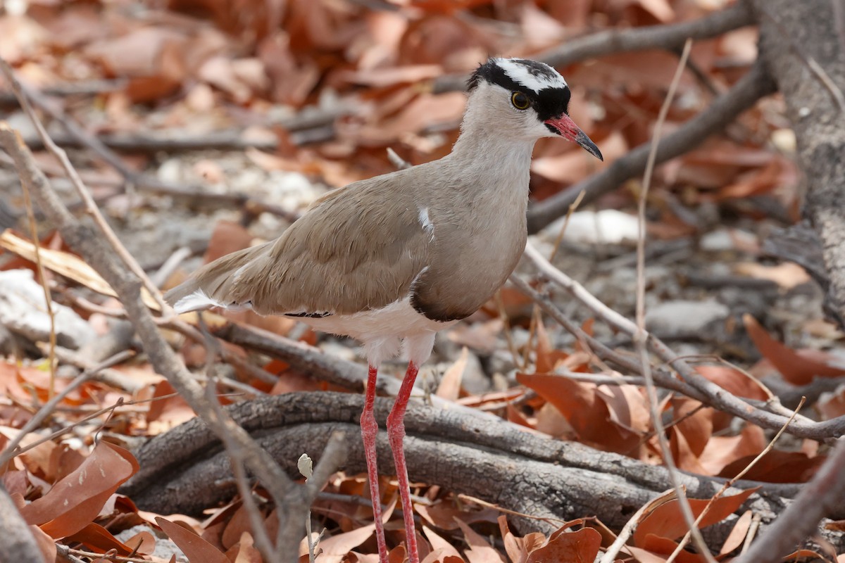 Crowned Lapwing - ML638123093