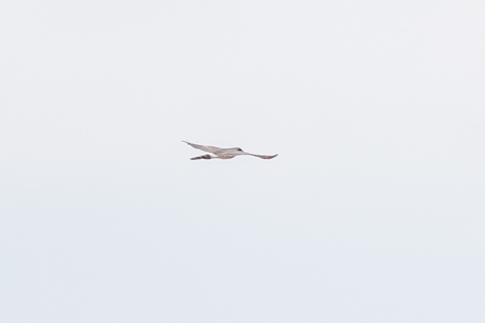 Gabar Goshawk - ML638123107