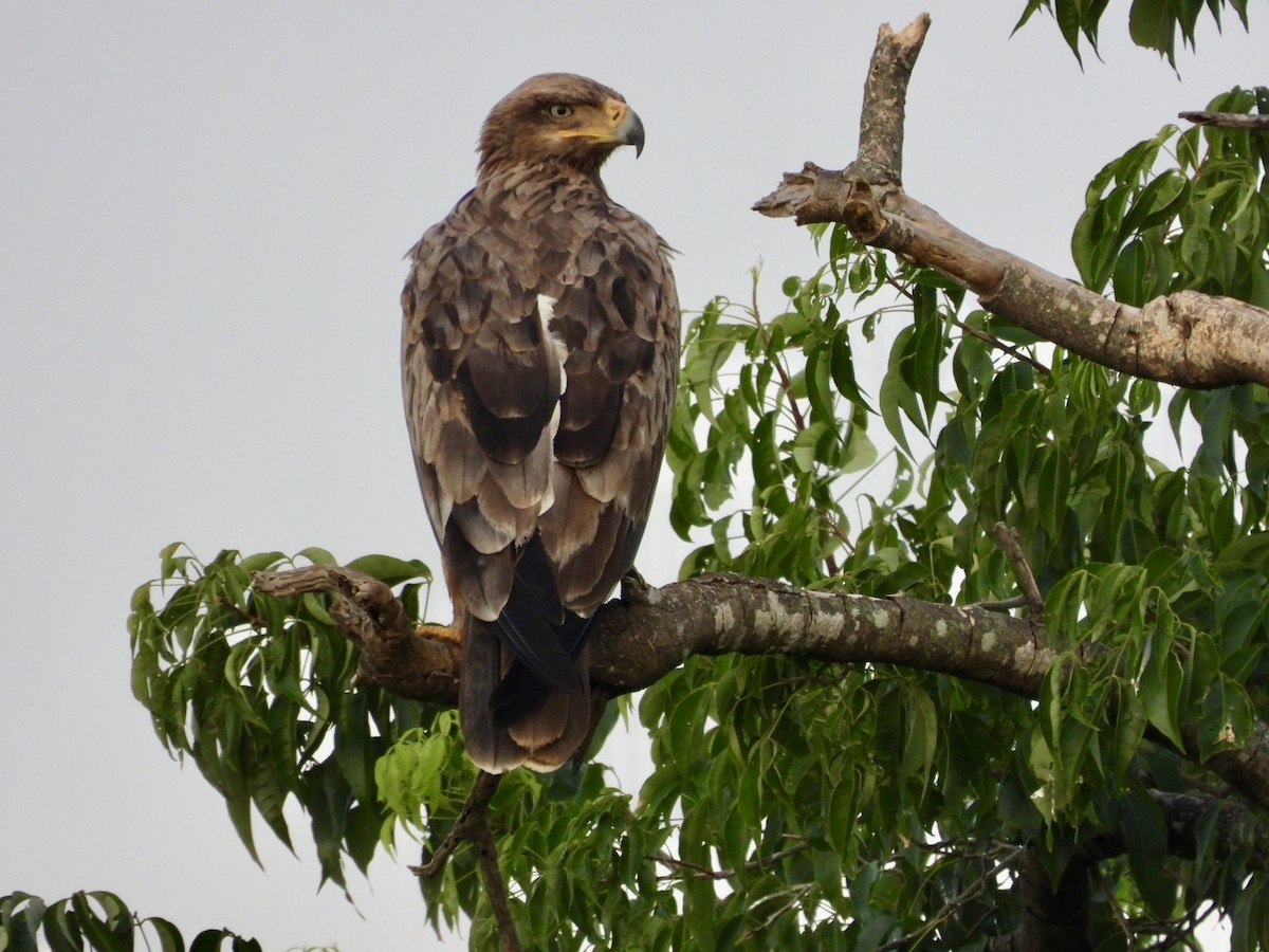 Tawny Eagle - ML638123113