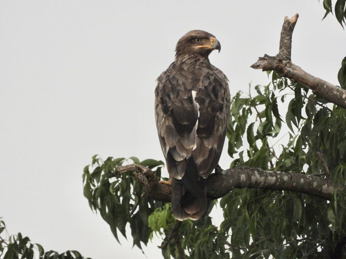 Tawny Eagle - ML638123114