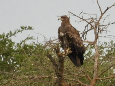 Tawny Eagle - ML638123115