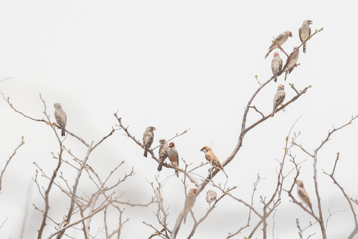 Red-headed Finch - ML638123126