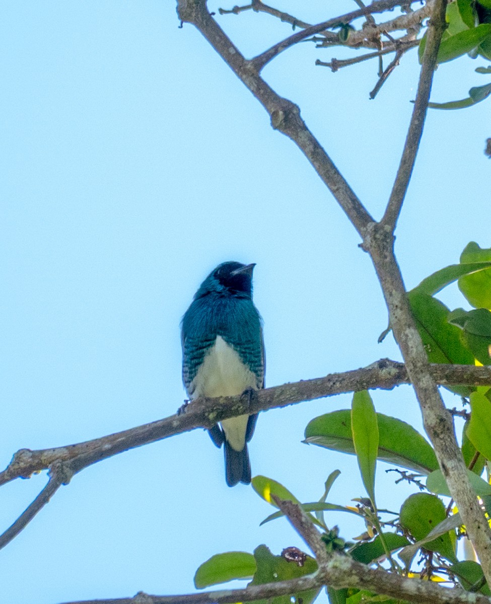 Swallow Tanager - ML638123128