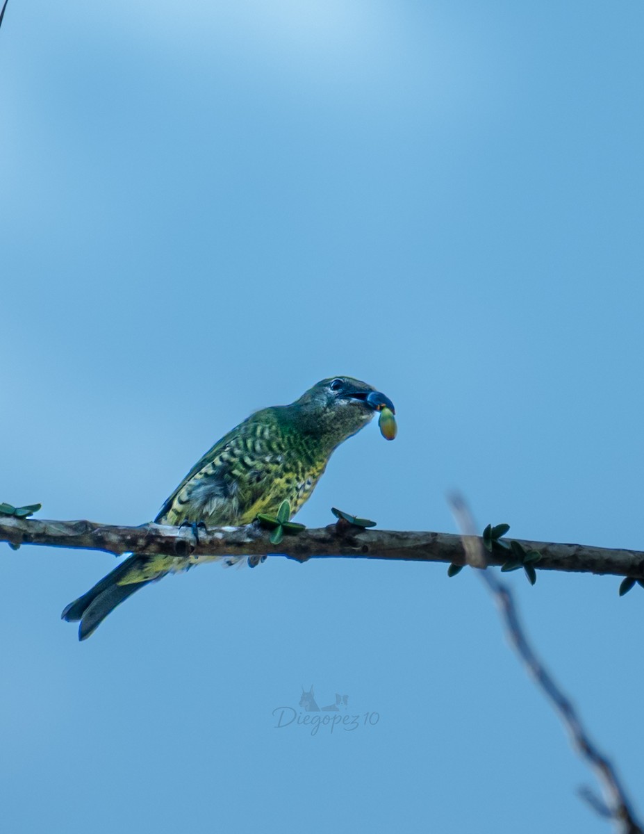 Swallow Tanager - ML638123129