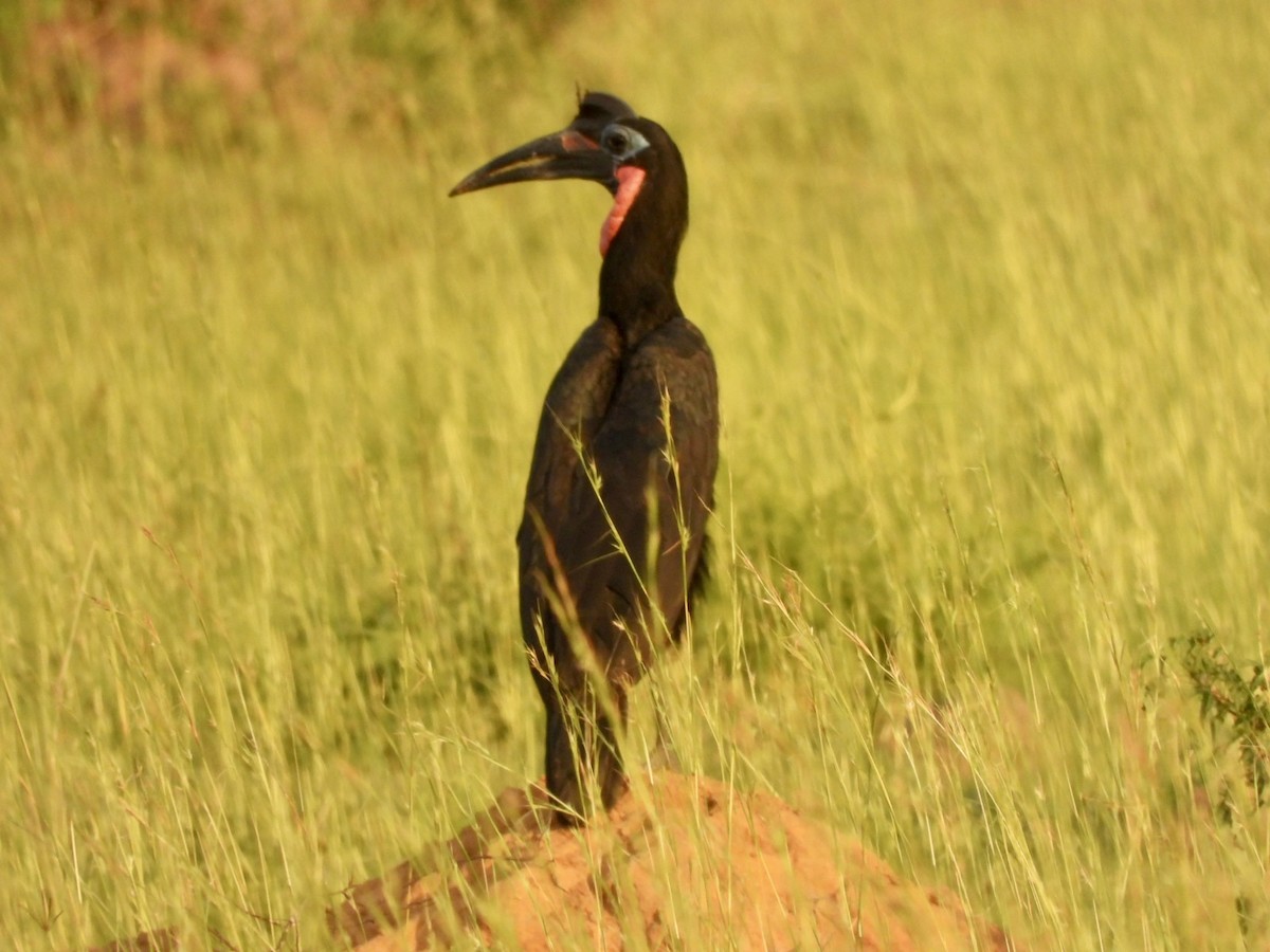 Abyssinian Ground-Hornbill - ML638123130