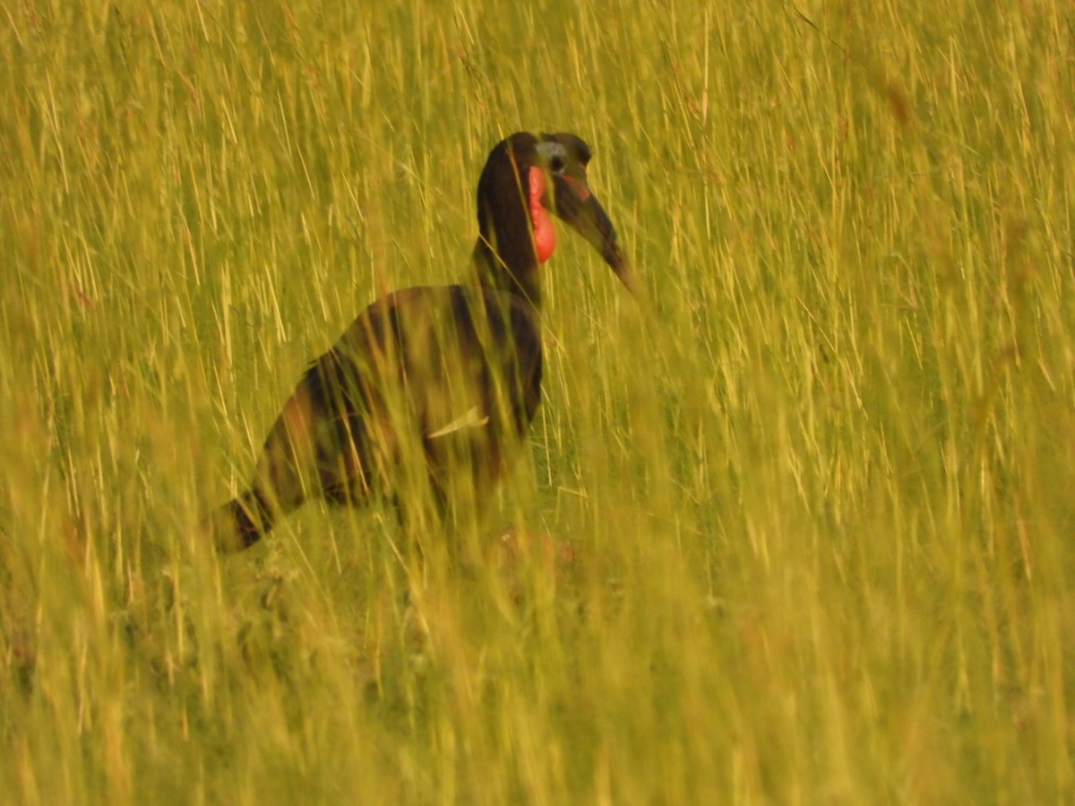 Abyssinian Ground-Hornbill - ML638123132