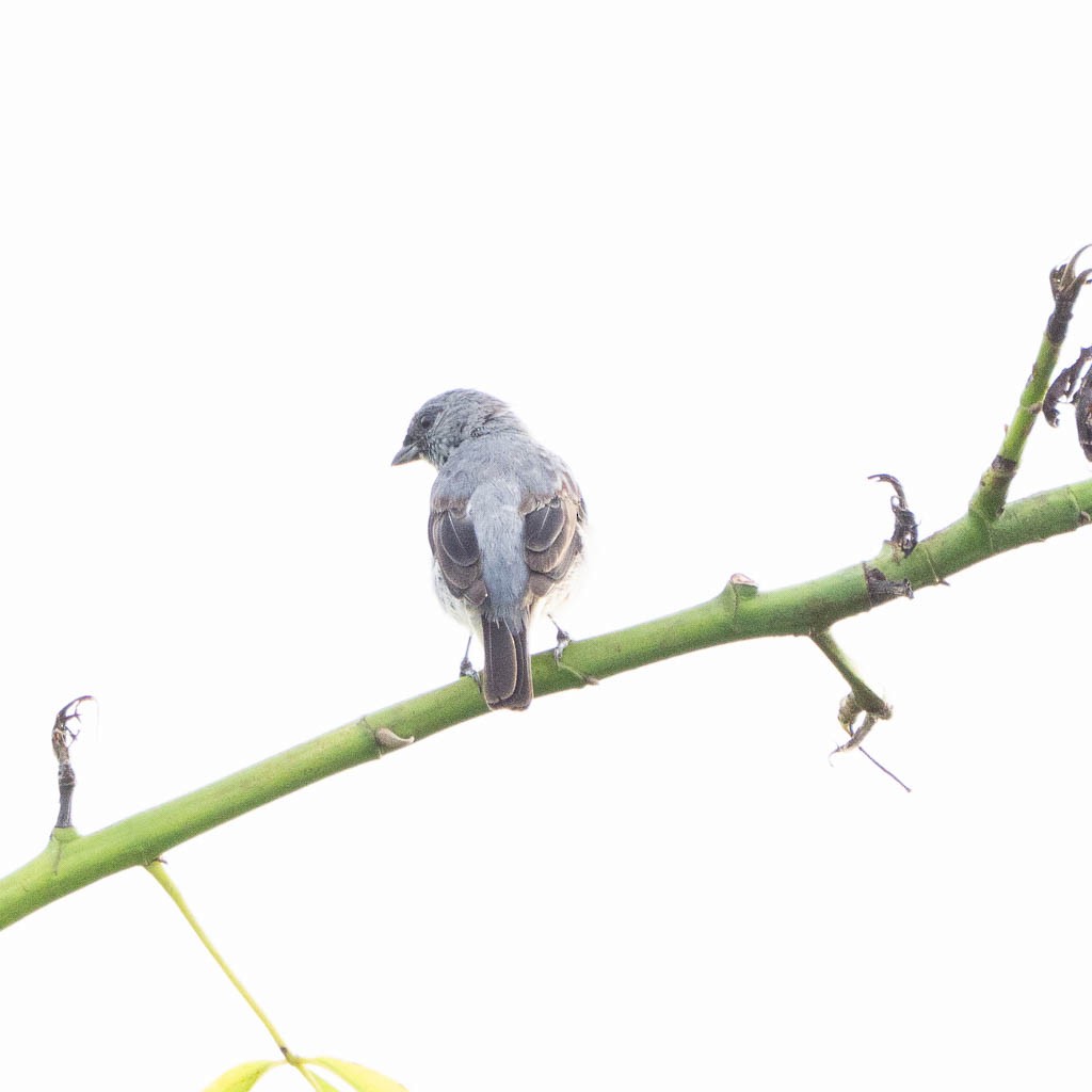 Plain-colored Tanager - ML638123141