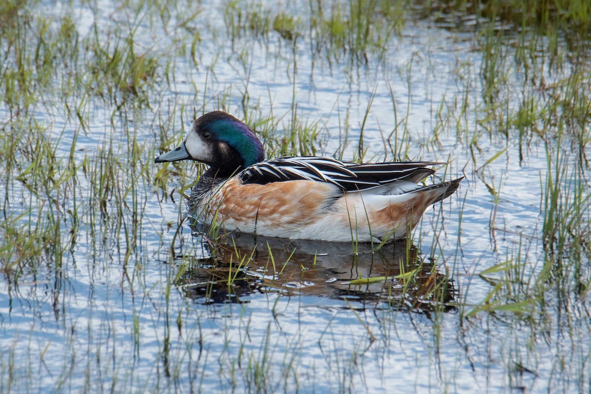 Chiloe Wigeon - ML638123161
