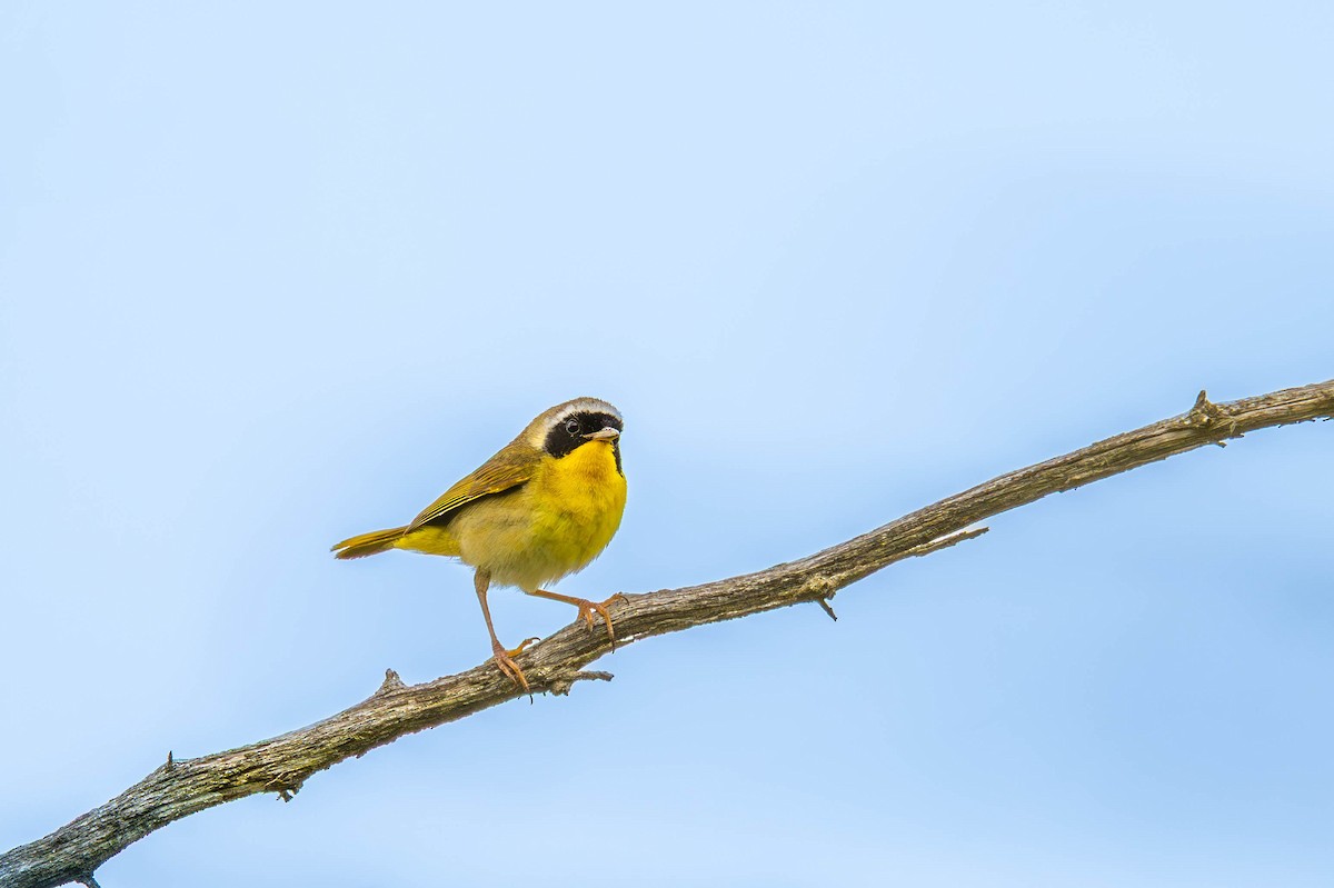 Common Yellowthroat - ML638123168