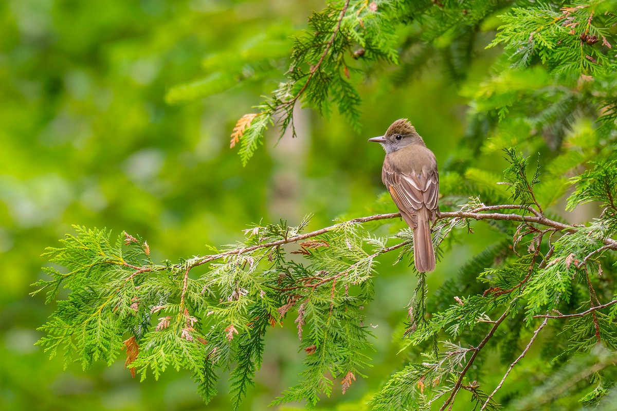 Great Crested Flycatcher - ML638123171