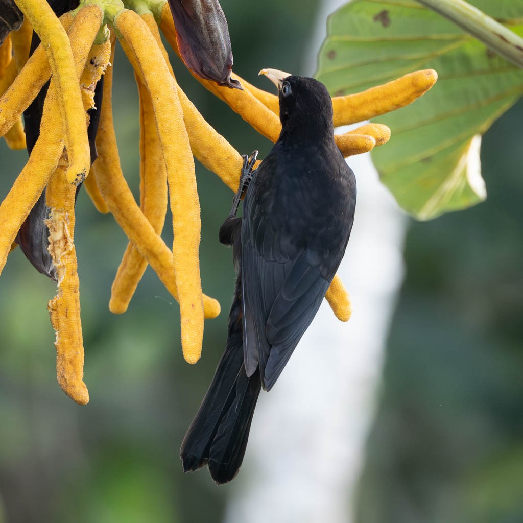 Scarlet-rumped Cacique - ML638123175