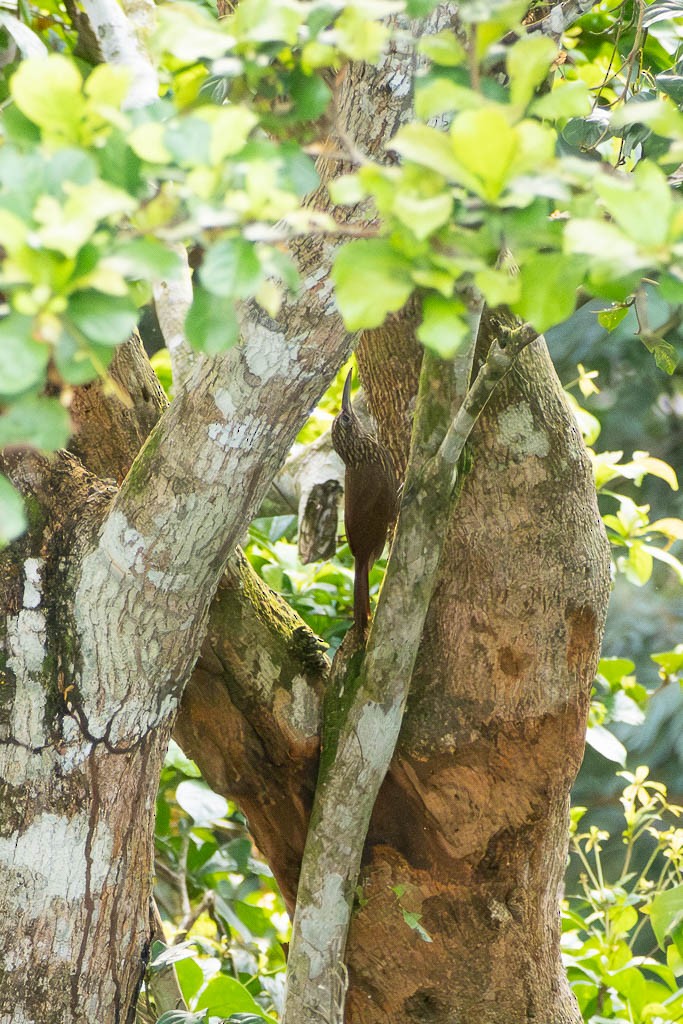 Cocoa Woodcreeper - ML638123181