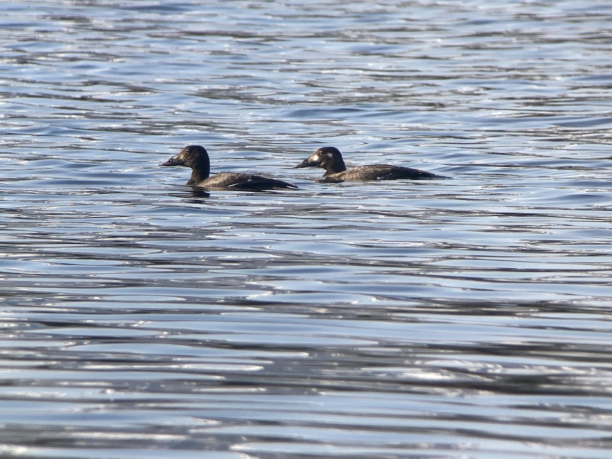 White-winged Scoter - ML638123269