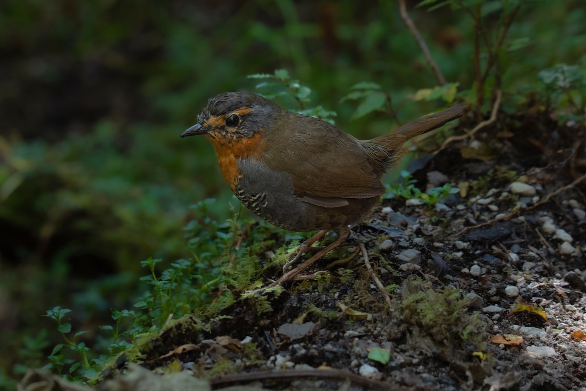 Chucao Tapaculo - ML638123275