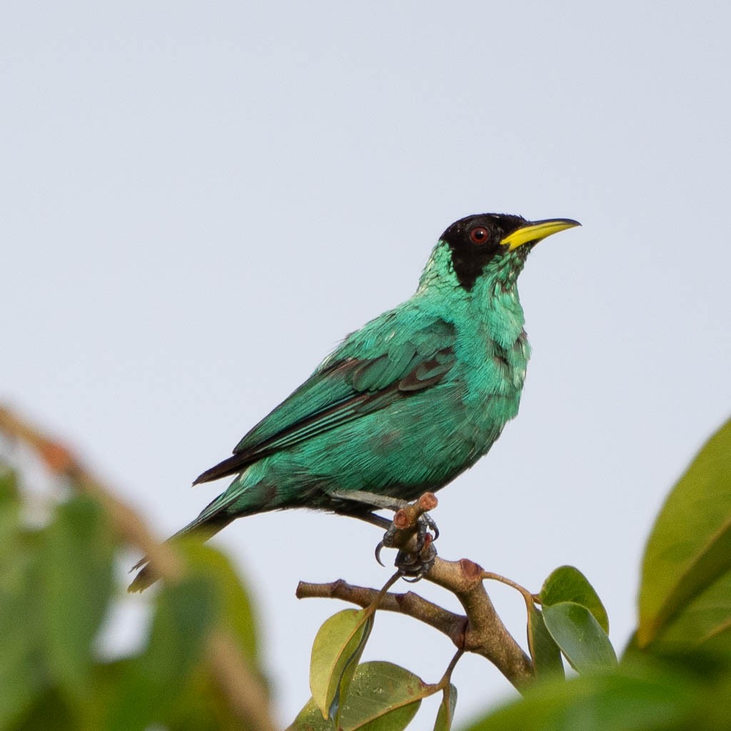 Green Honeycreeper - ML638123282