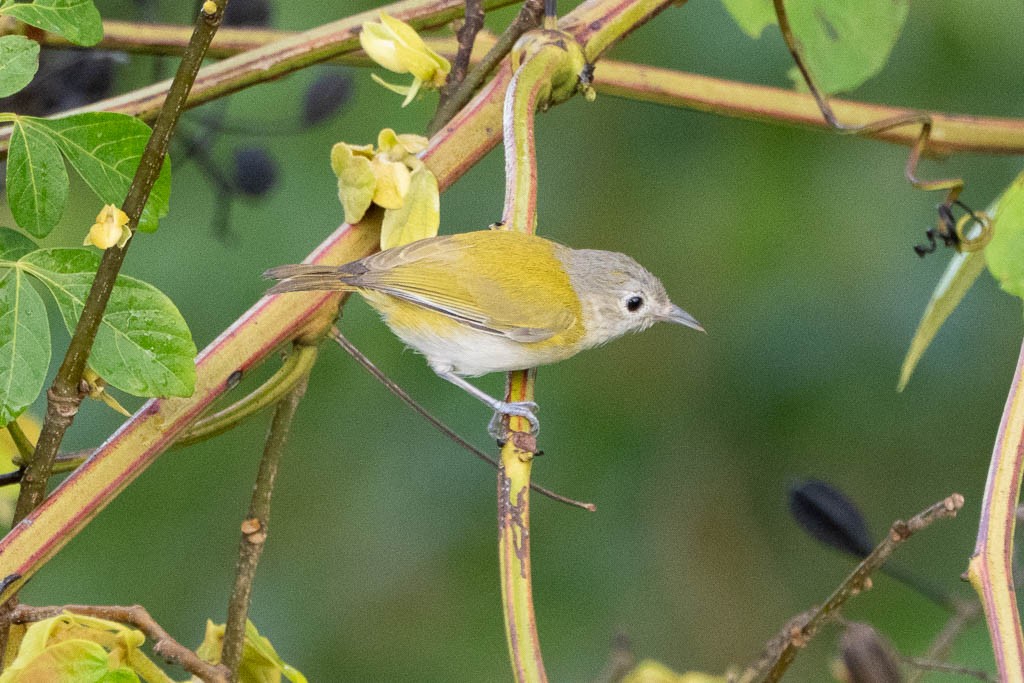 Lesser Greenlet (Northern) - ML638123303