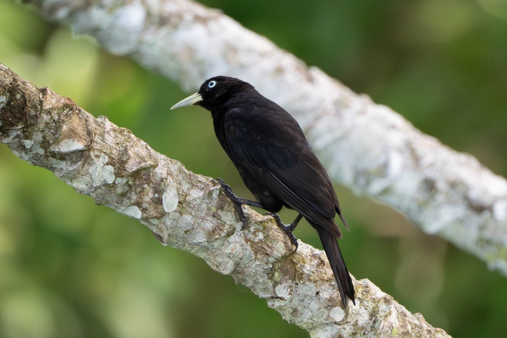 Scarlet-rumped Cacique (Scarlet-rumped) - ML638123316