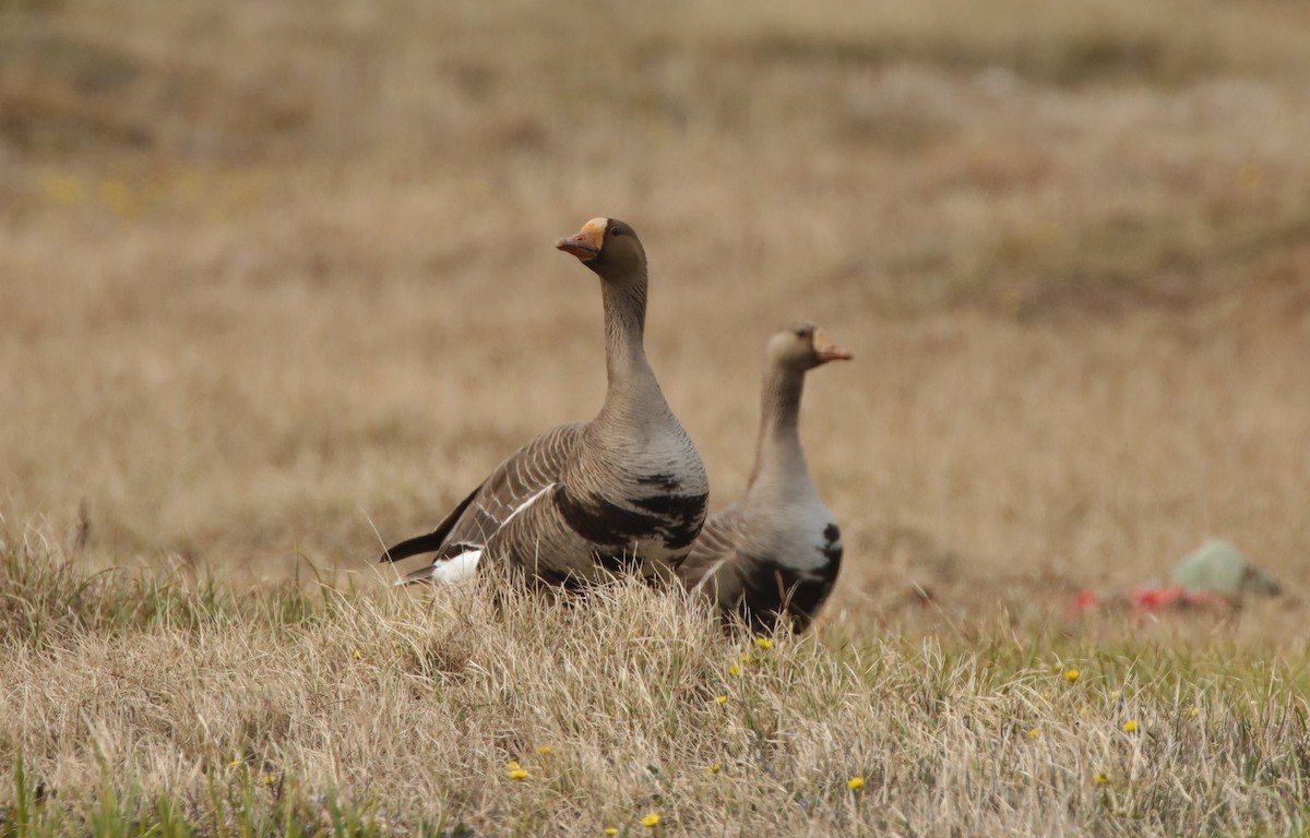 Greater White-fronted Goose - ML638123330