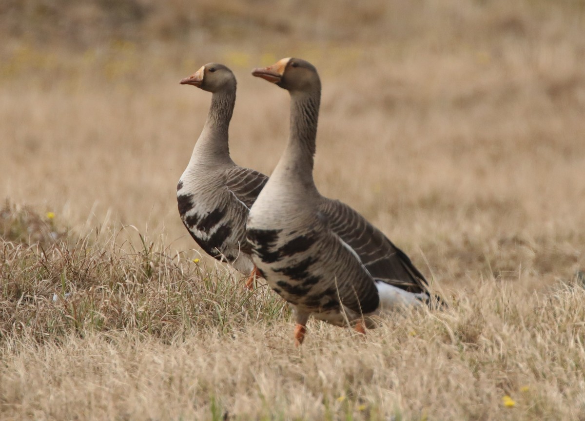 Greater White-fronted Goose - ML638123333