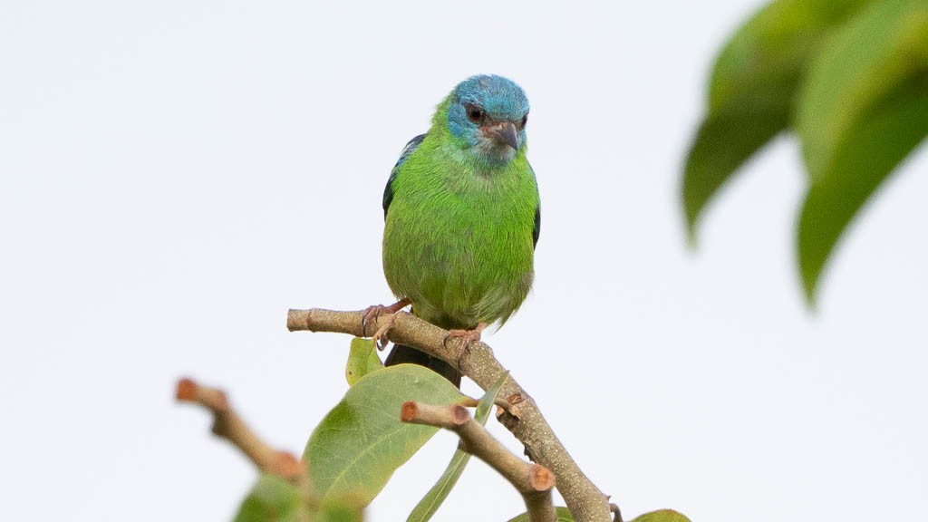 Green Shrike-Vireo - ML638123346