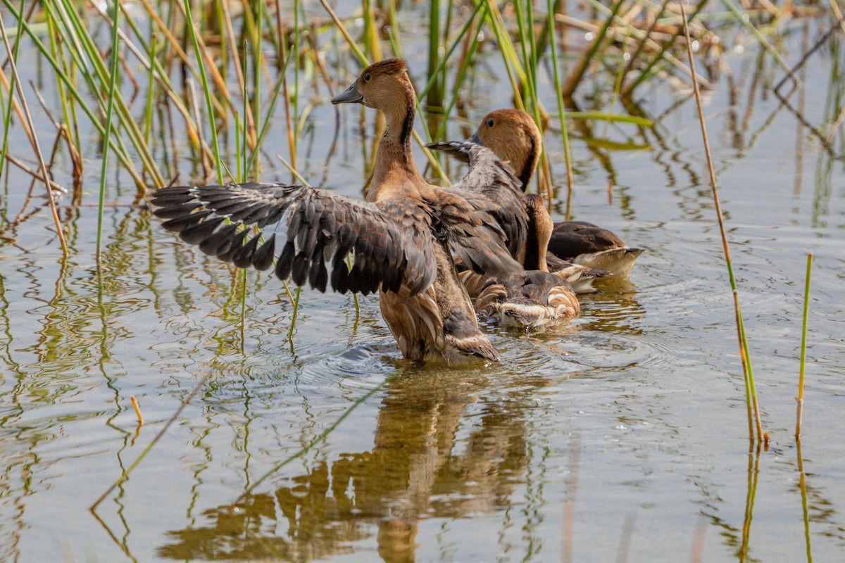 Fulvous Whistling-Duck - ML638123390