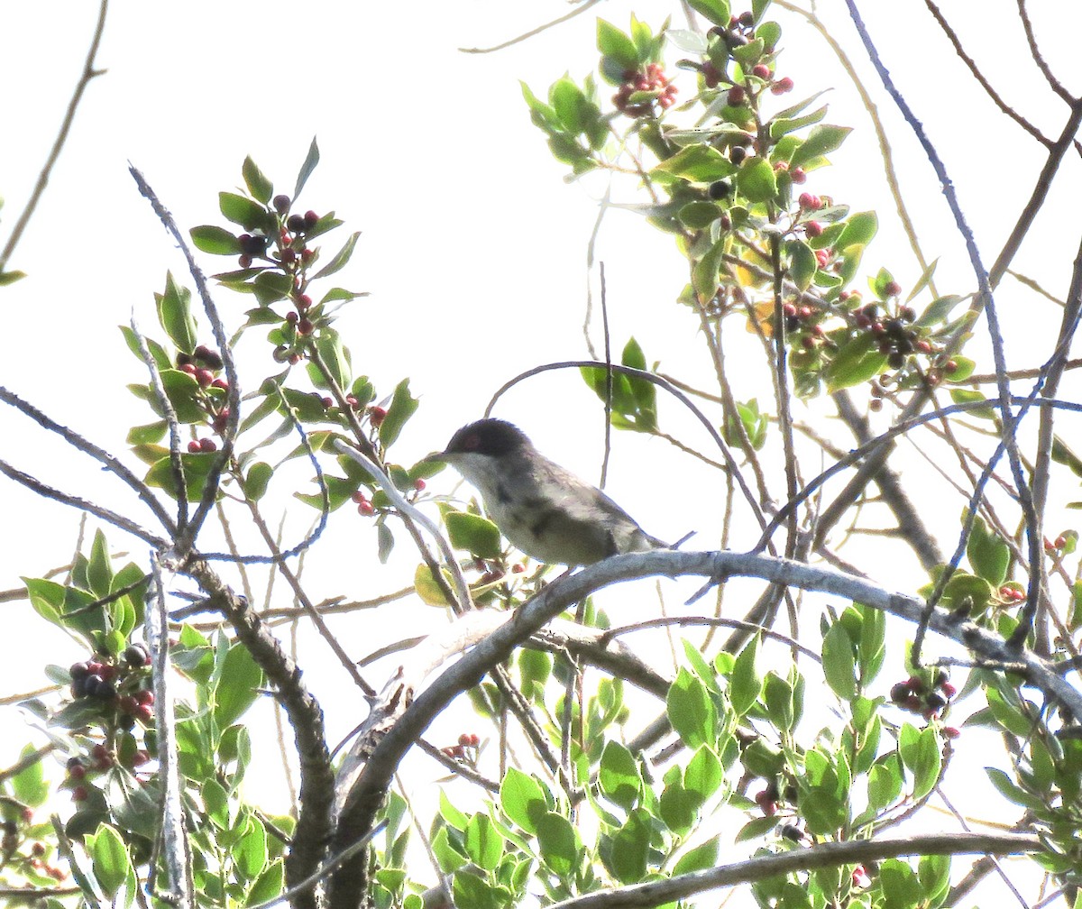 Sardinian Warbler - ML638123403