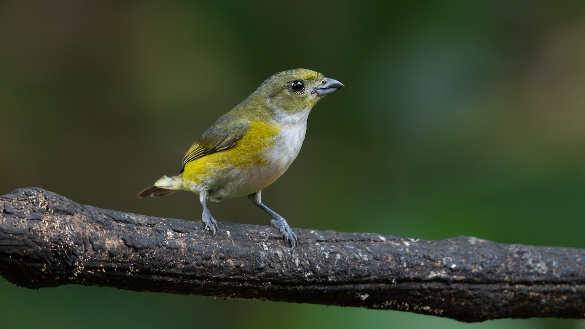 Yellow-throated Euphonia - ML638123436