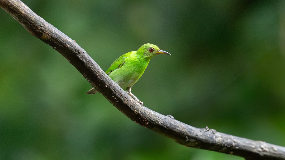 Green Honeycreeper - ML638123462