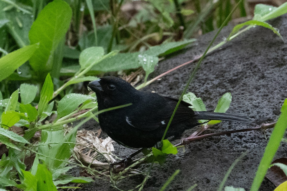 Variable Seedeater - ML638123469