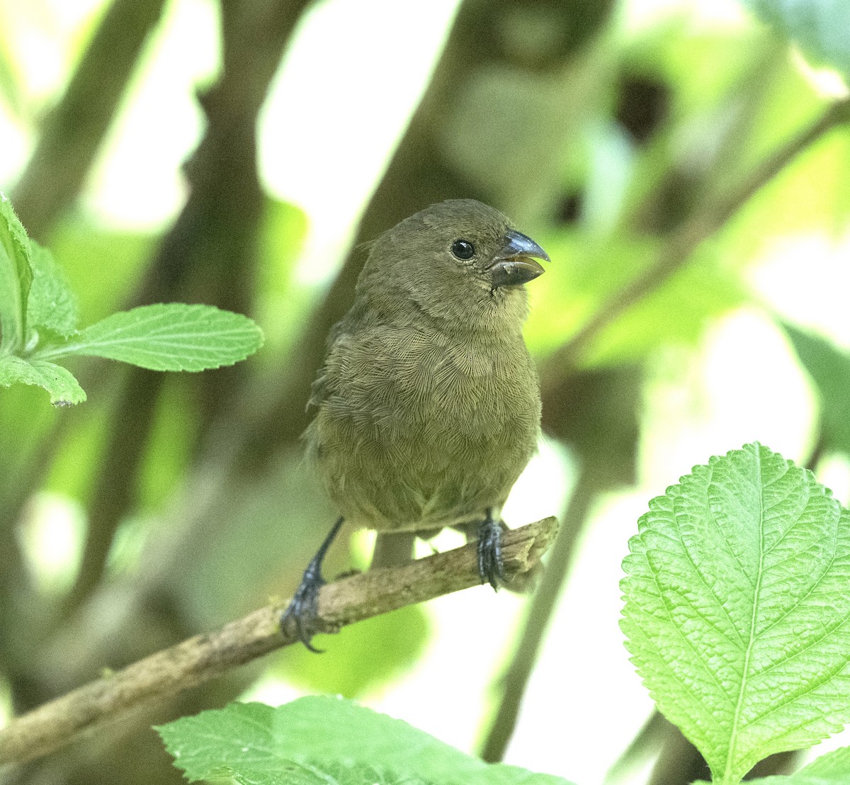 Variable Seedeater - ML638123470