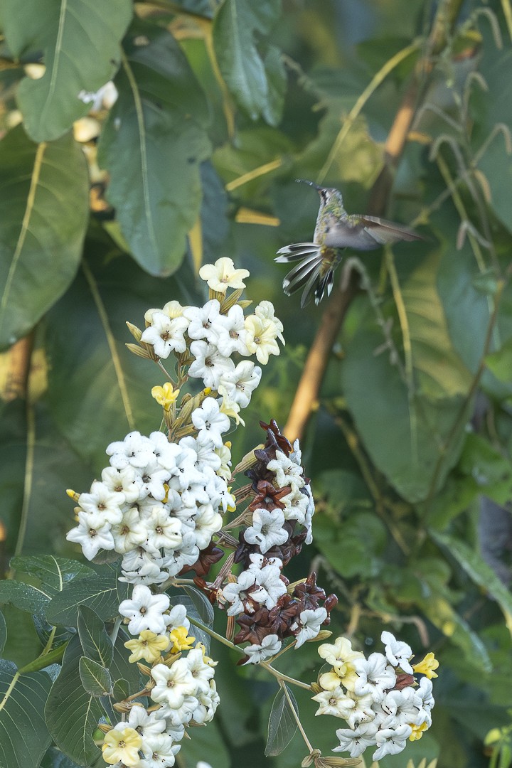 White-tailed Goldenthroat - ML638123475