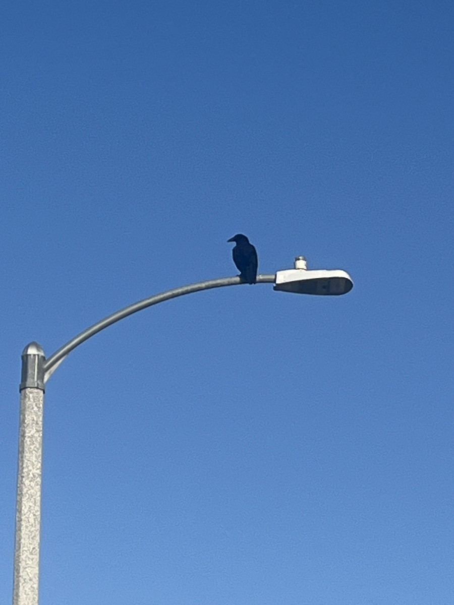 Common Raven - ML638123477