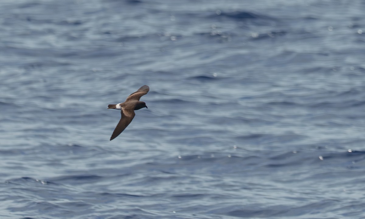 Band-rumped Storm-Petrel - ML638123481