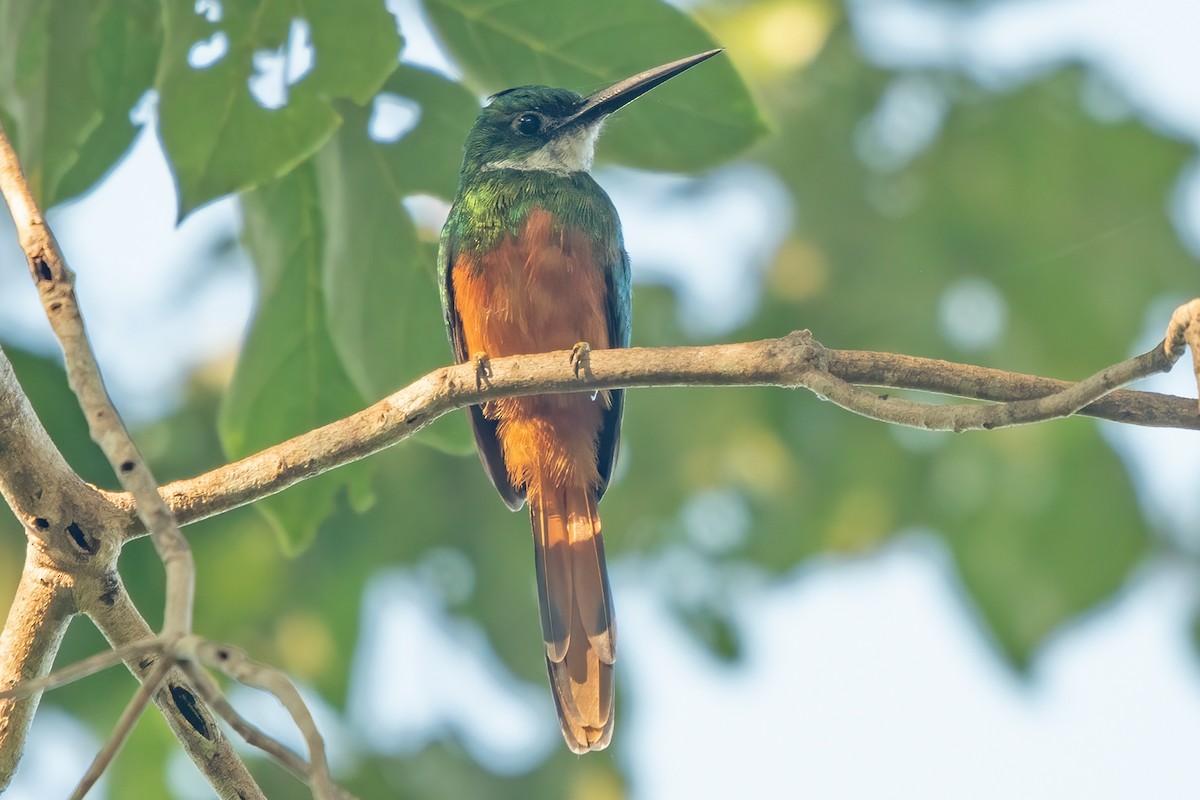 Rufous-tailed Jacamar - ML638123493