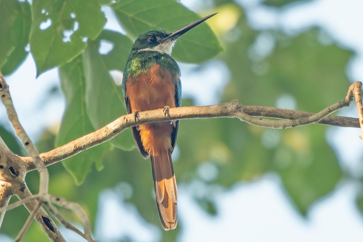 Rufous-tailed Jacamar - ML638123495