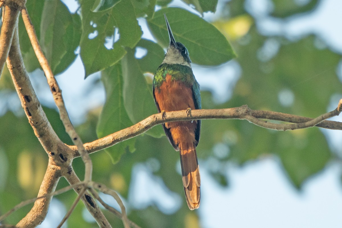 Rufous-tailed Jacamar - ML638123497