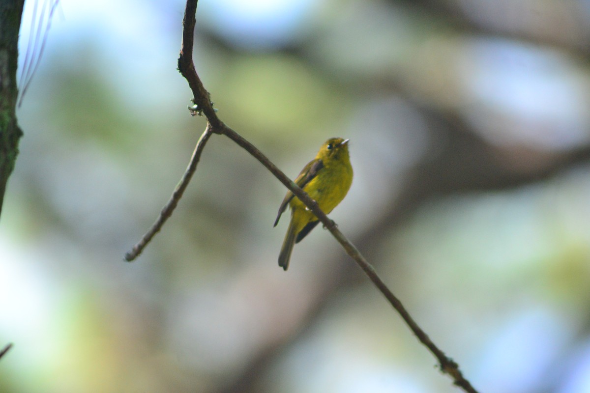 Citrine Canary-Flycatcher - ML638123509