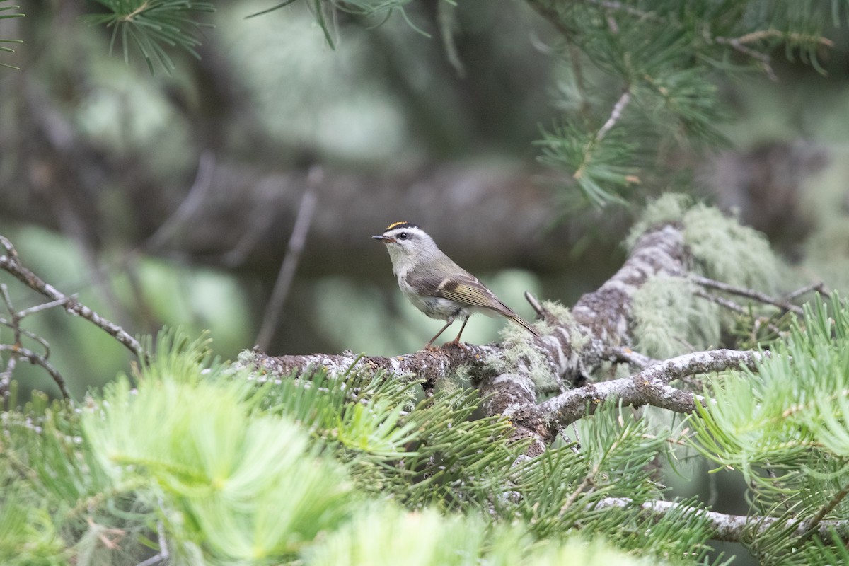 Golden-crowned Kinglet - ML638123528