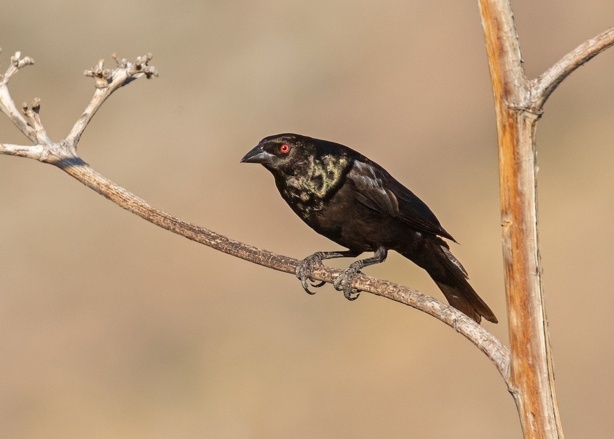 Bronzed Cowbird - ML638123548