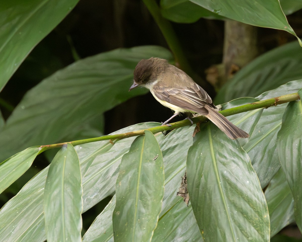 Sad Flycatcher - ML638123564